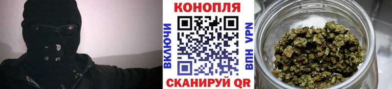 Конопля гибрид  Городец 